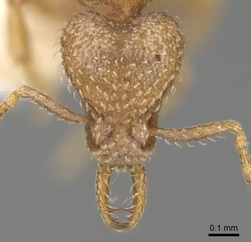 Strumigenys traegaordhi specimen