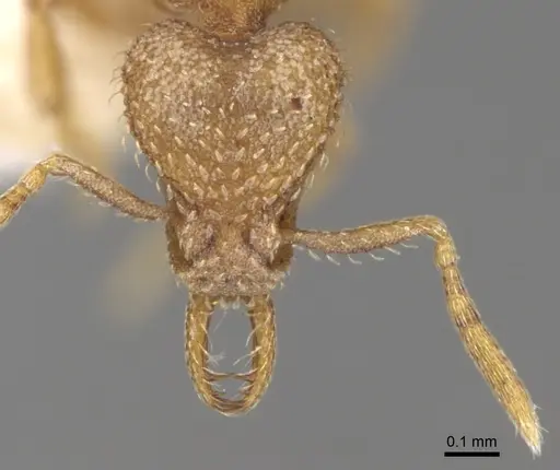 Strumigenys traegaordhi specimen