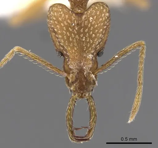 Strumigenys transenna specimen