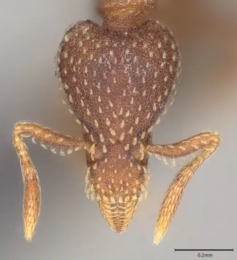 Strumigenys transversa specimen