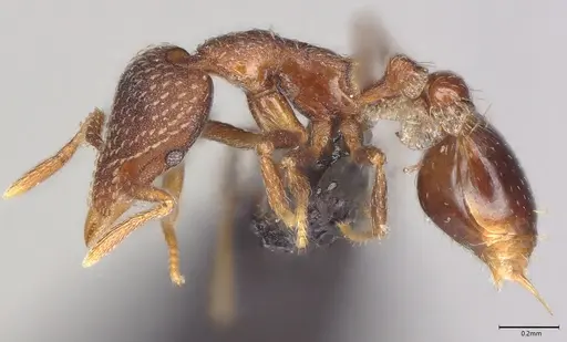 Strumigenys transversa specimen