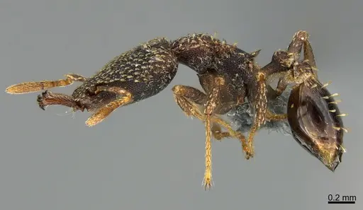 Strumigenys treptodens specimen