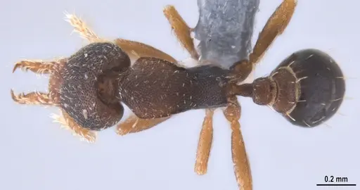 Strumigenys trieces specimen