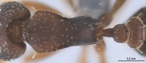 Strumigenys trieces specimen