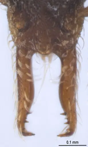 Strumigenys trieces - ANTWEB1053267