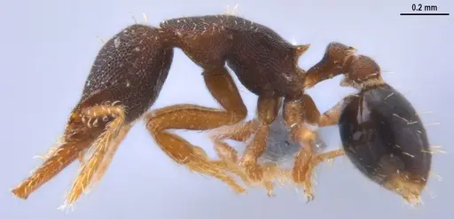 Strumigenys trieces - ANTWEB1053267