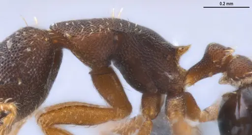 Strumigenys trieces - ANTWEB1053267