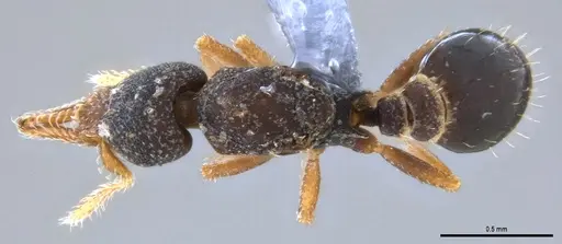 Strumigenys trieces - ANTWEB1053495