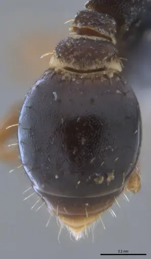 Strumigenys trieces - ANTWEB1053495