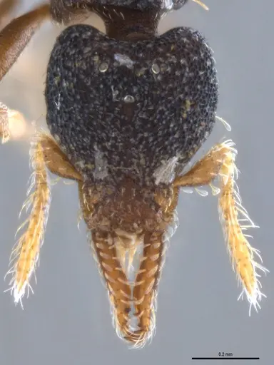 Strumigenys trieces - ANTWEB1053495