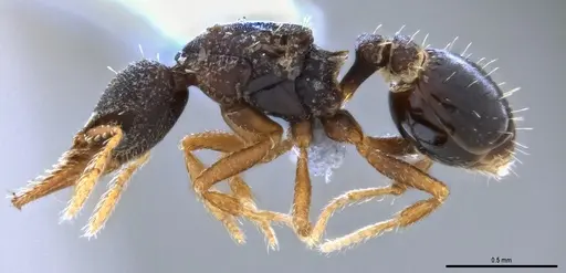 Strumigenys trieces - ANTWEB1053495