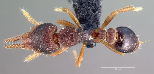 Strumigenys trieces - CASENT0039769