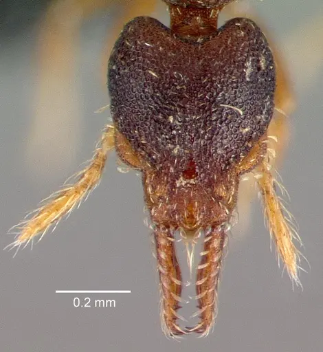 Strumigenys trieces - CASENT0039769