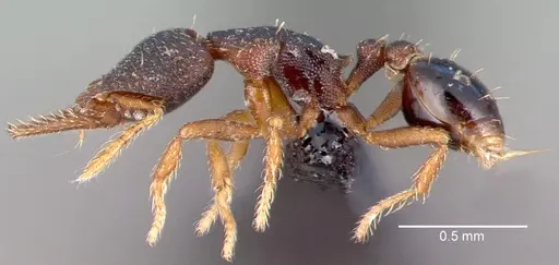 Strumigenys trieces - CASENT0039769