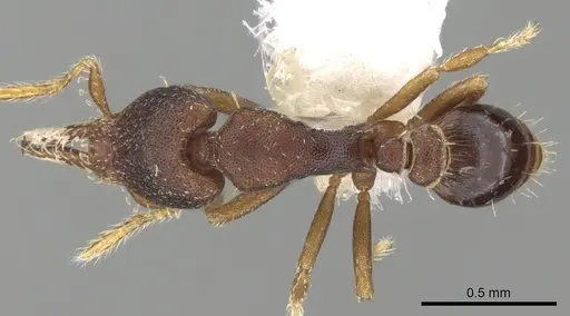 Strumigenys trieces - CASENT0281982