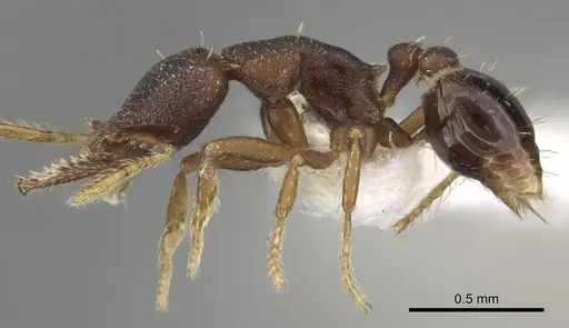 Strumigenys trieces - CASENT0281982