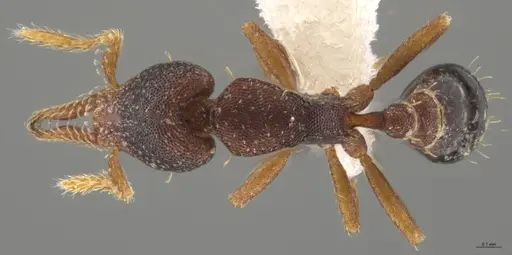 Strumigenys trieces - CASENT0613312