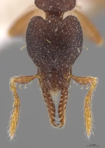 Strumigenys trieces - CASENT0613312