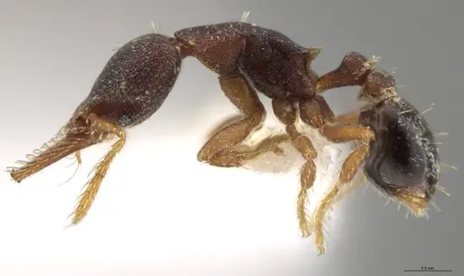 Strumigenys trieces - CASENT0613312