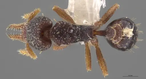 Strumigenys trieces - CASENT0628646