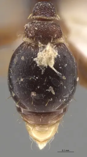 Strumigenys trieces - CASENT0628646