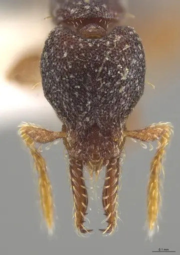 Strumigenys trieces - CASENT0628646