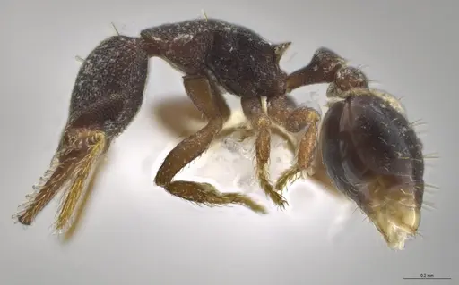 Strumigenys trieces - CASENT0628646