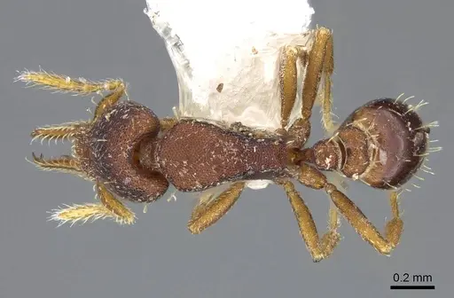 Strumigenys trieces - CASENT0914617