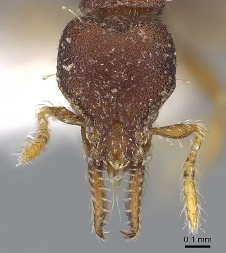 Strumigenys trieces - CASENT0914617