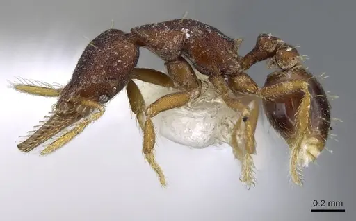 Strumigenys trieces - CASENT0914617