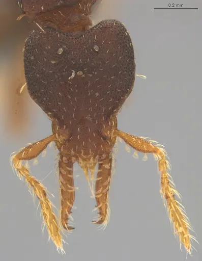 Strumigenys trieces - CASENT4036171