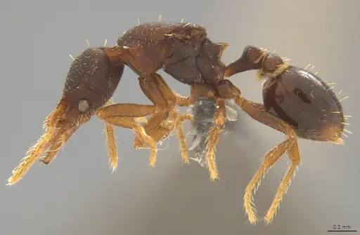 Strumigenys trieces - CASENT4036171