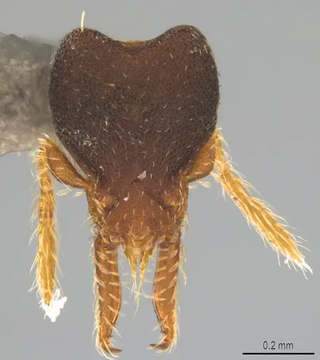 Strumigenys trieces - CASENT4036172