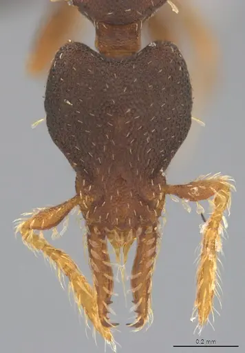 Strumigenys trieces - CASENT4036173