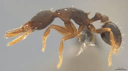 Strumigenys trieces - CASENT4036173