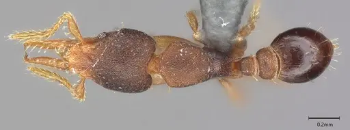 Strumigenys trieces - CASENT4036219