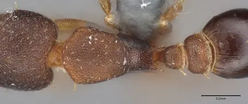 Strumigenys trieces - CASENT4036219