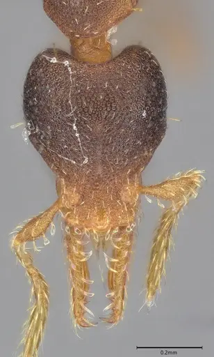 Strumigenys trieces - CASENT4036219