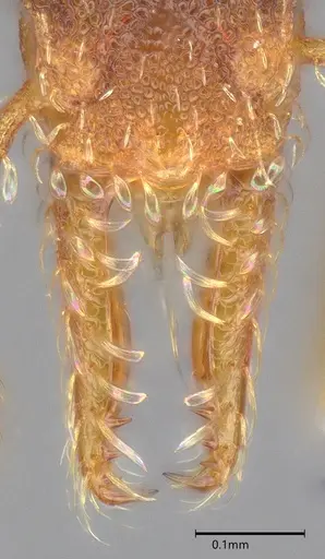 Strumigenys trieces - CASENT4036219