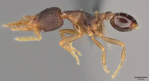 Strumigenys trieces - CASENT4036219