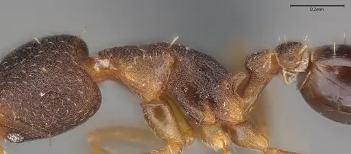 Strumigenys trieces - CASENT4036219