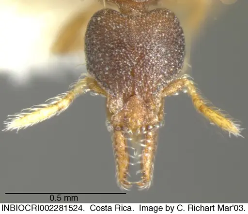 Strumigenys trieces - INBIOCRI002281524