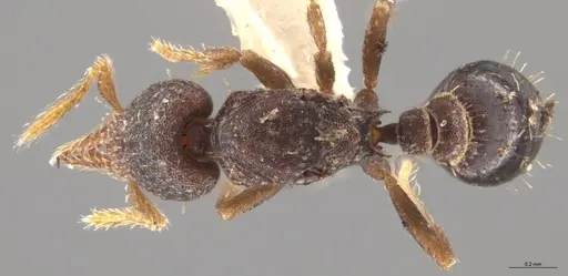 Strumigenys trieces - JTLC000005339