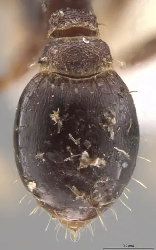 Strumigenys trieces - JTLC000005339