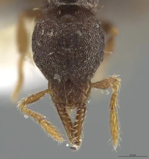 Strumigenys trieces - JTLC000005339