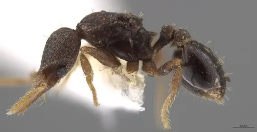 Strumigenys trieces - JTLC000005339