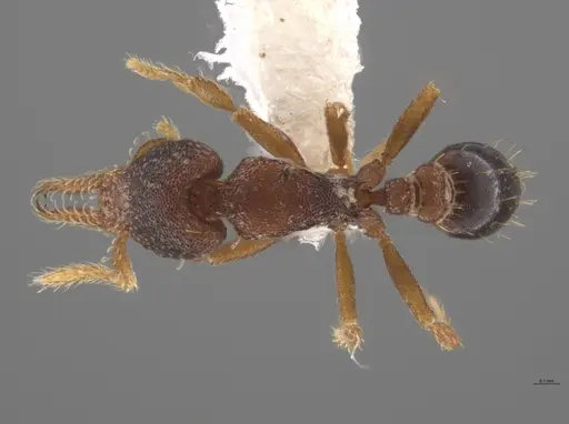 Strumigenys trieces - JTLC000005346