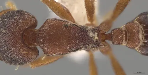 Strumigenys trieces - JTLC000005346