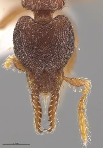 Strumigenys trieces - JTLC000005346