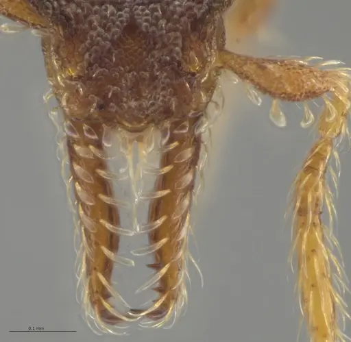 Strumigenys trieces - JTLC000005346